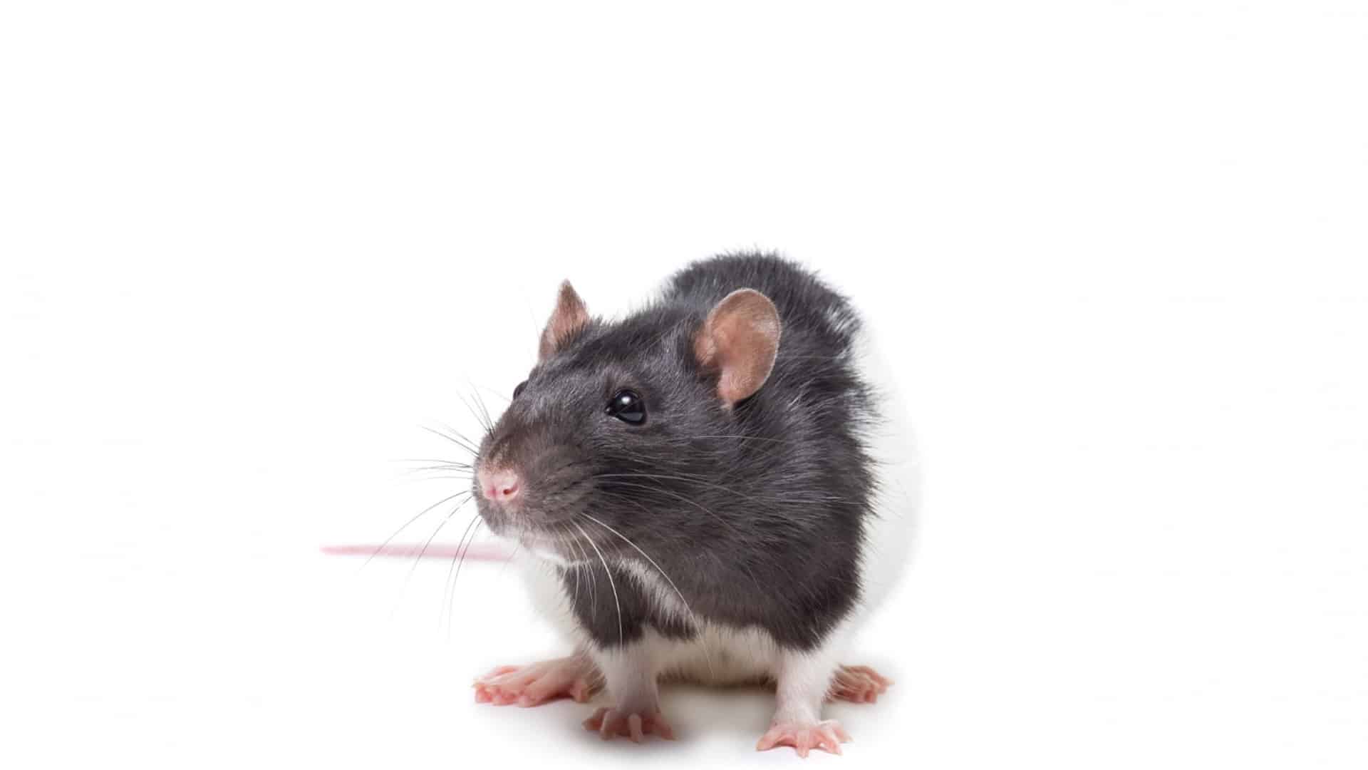 Comment protéger votre maison des rats ?